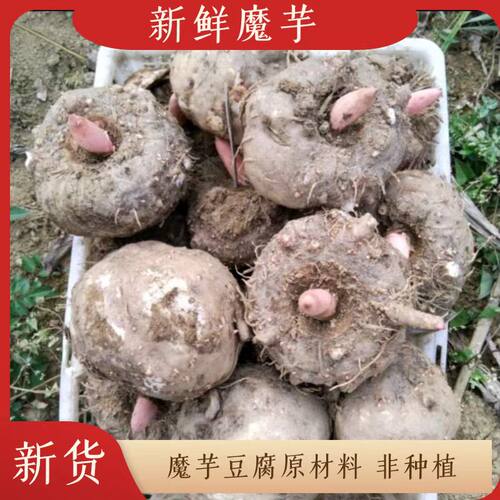 野生四川白魔芋老品种魔芋豆腐