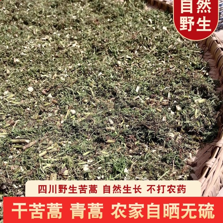野生四川苦蒿农民自晒药浴