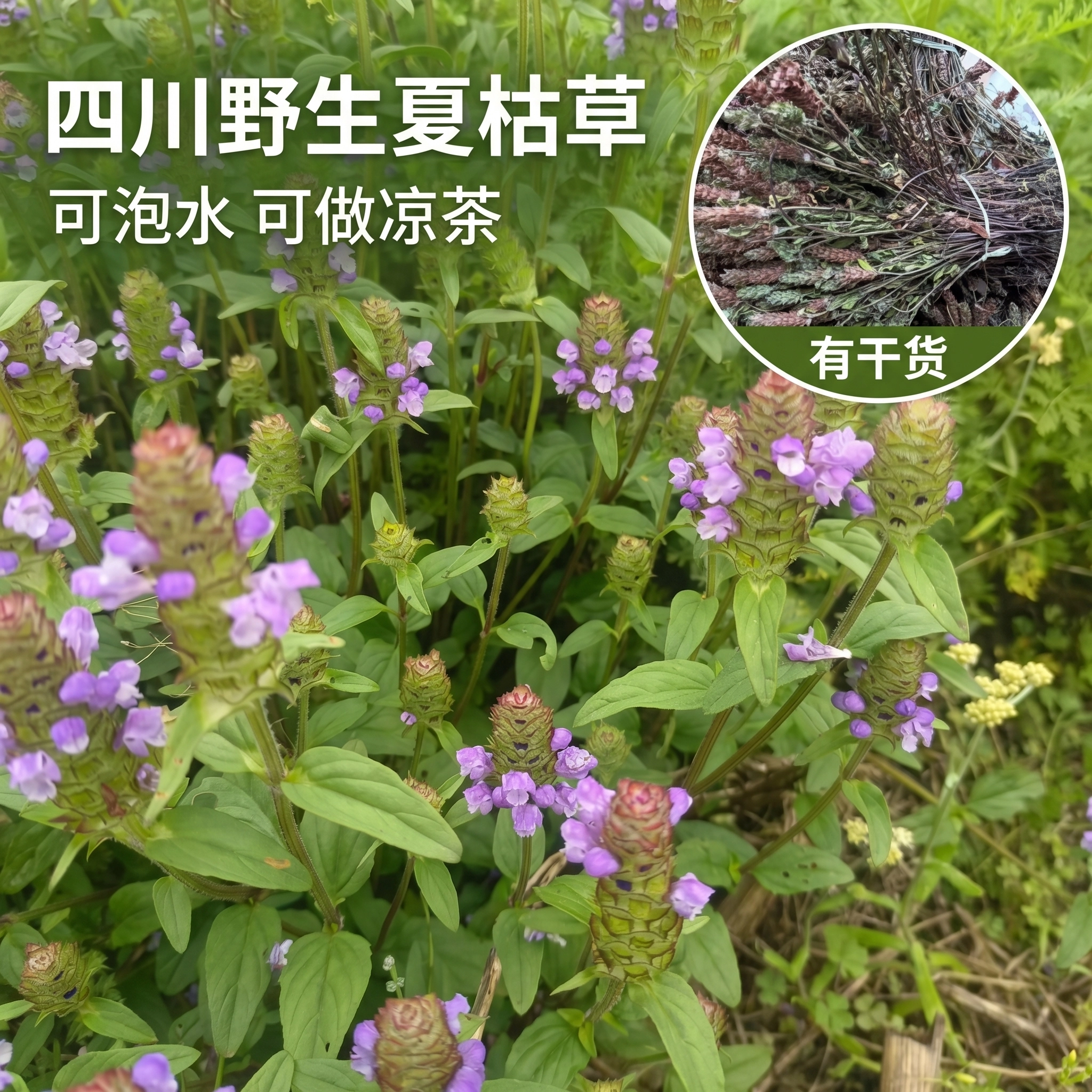四川新鲜野生夏枯草中药材夏姑草广东凉茶农民整颗现挖新鲜货哦
