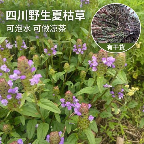 四川新鲜野生夏枯草中药材夏姑草广东凉茶农民整颗现挖新鲜货哦