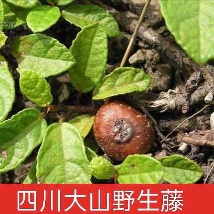 四川野生地瓜藤地石榴地枇杷地板藤野生活血通络中药材可药用种植