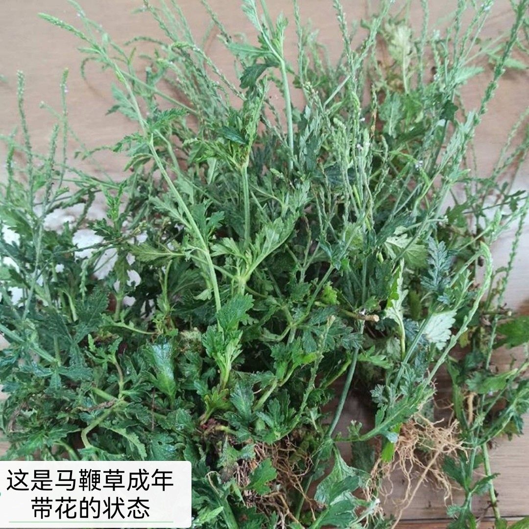 四川新鲜马鞭草 铁马鞭也有晒干马鞭马边草马鞭梢野生农家自晒