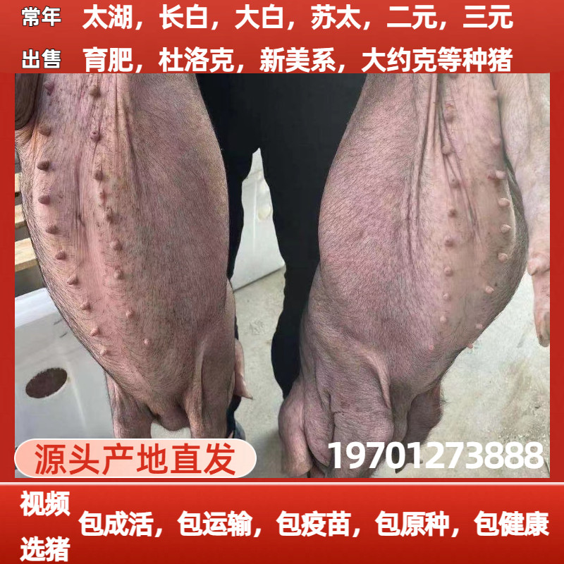 原种太湖母猪二花脸长白大白母猪仔猪二元母猪苏太母猪杜洛克种公