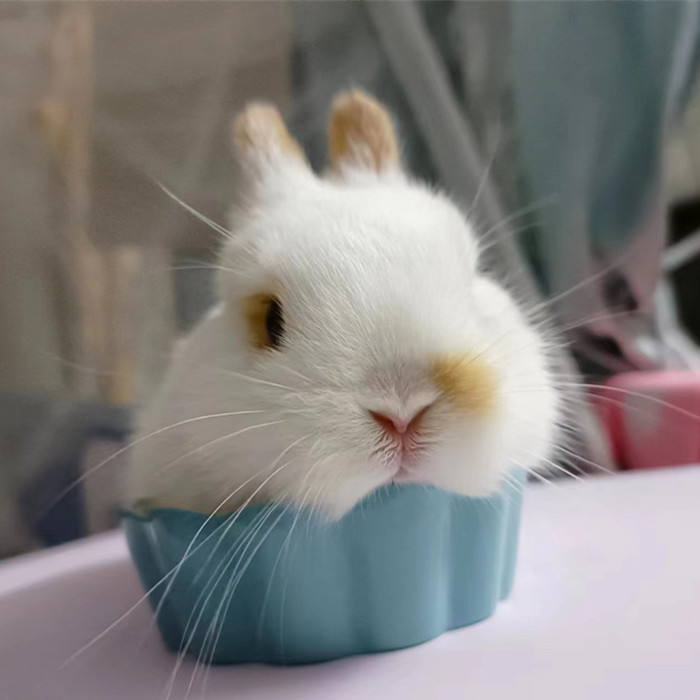 兔子活体宠物兔侏儒垂耳双血