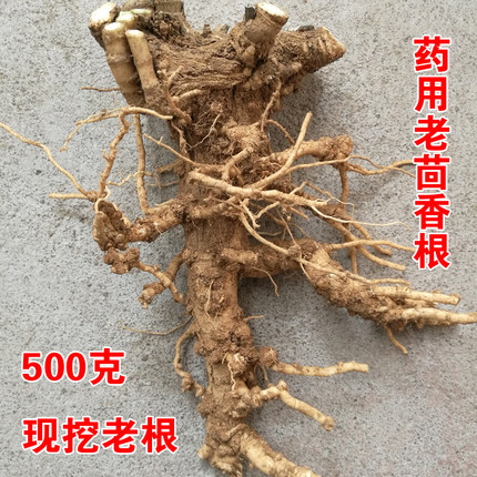 老茴香根新鲜现挖茴香老根药用小茴香根怀香谷香另有茴香杆茴香苗