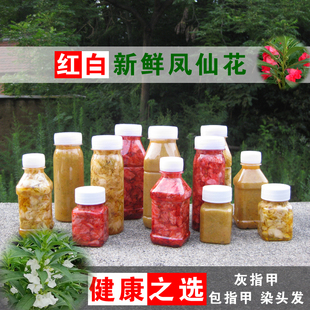 新鲜凤仙花红白花瓣泡醋指甲草花染指甲干凤仙花粉染头发纯植物