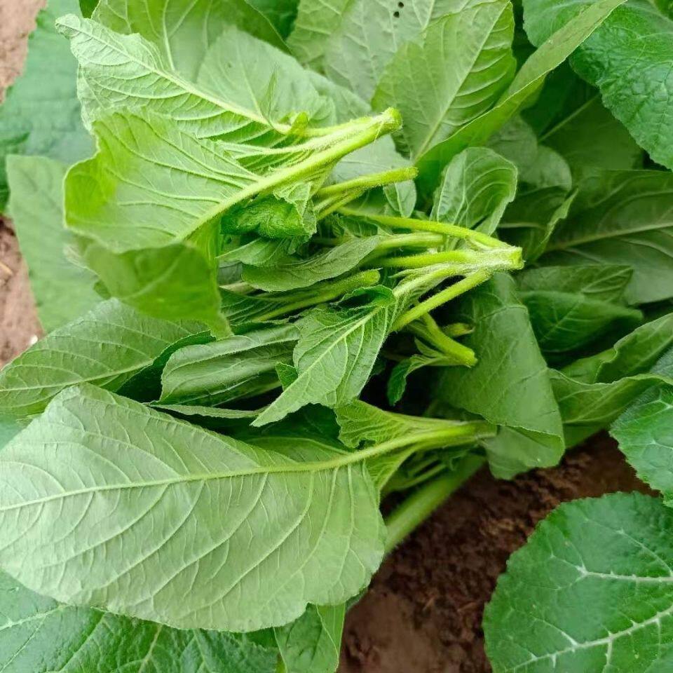 新鲜野生苋菜柳叶苋圆叶苋菜非种植野菜时令现摘新鲜蔬菜