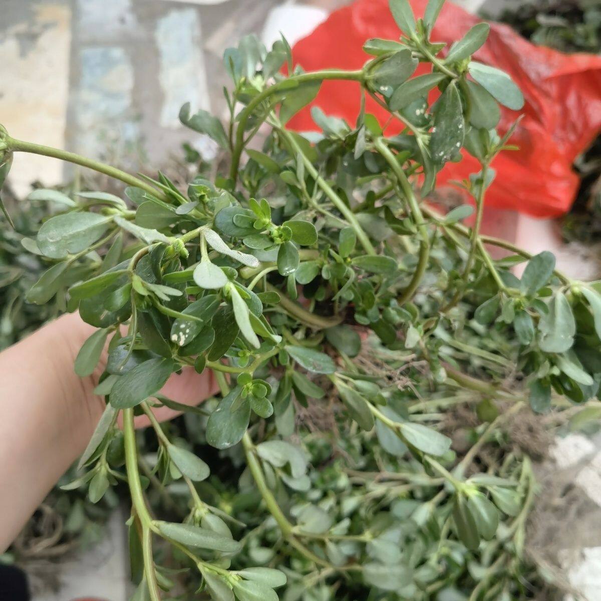 新鲜马齿苋菜野菜蚂蚱菜长寿菜瓜子长命菜五行草