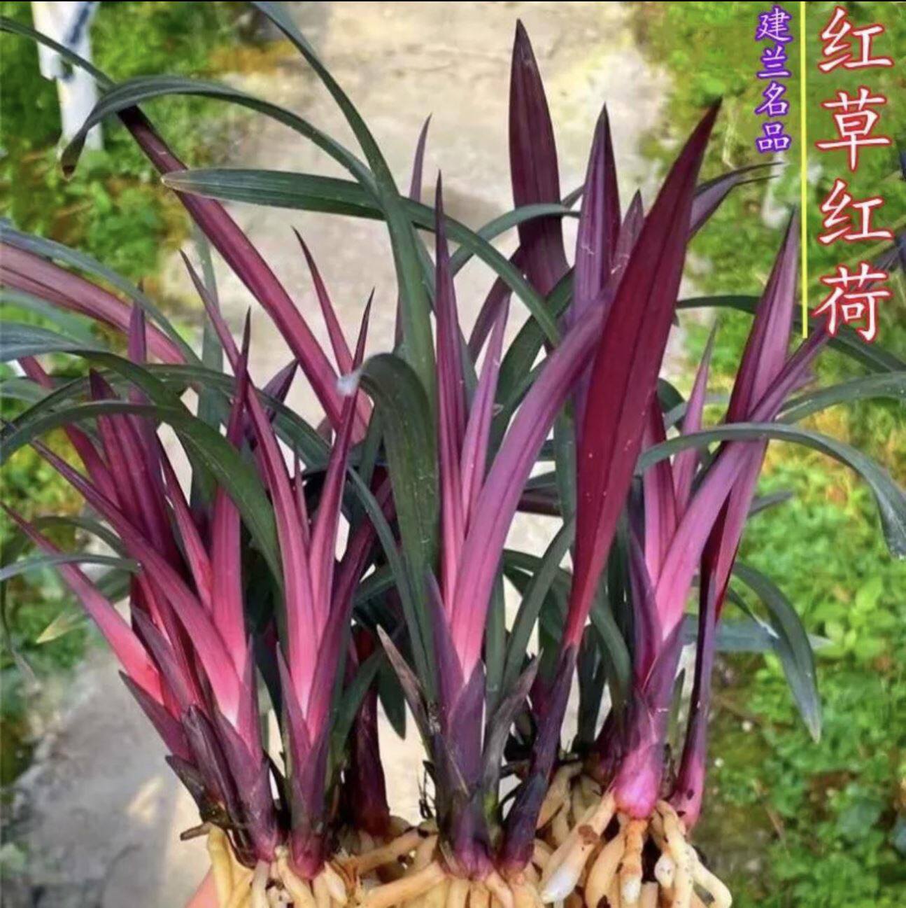 正品兰花红草红荷名贵红芽红花网红草精品矮种小盆栽室内阳台花卉