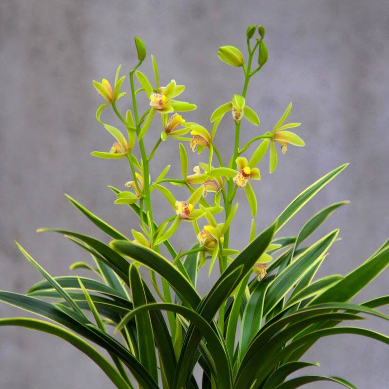 特漂亮金边兰花 矮种 建兰 大果冠 浓香型室内绿植办公室盆栽花卉