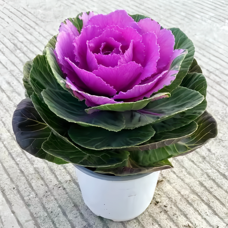 羽衣甘蓝盆栽大苗带花观叶食用植物绿化花园观赏花卉牡丹冬季耐寒,鲜花速递/花卉仿真/绿植园艺,绿植,淘宝优惠券,粉丝福利购,淘宝优惠卷