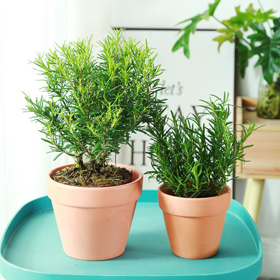 迷迭香室内香料可食用