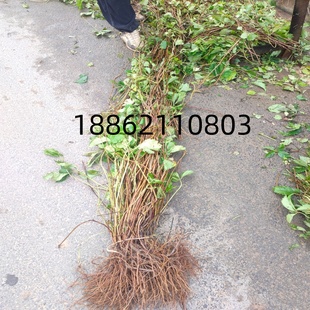 爬山虎苗藤蔓植物地锦苗别墅庭院户外绿化苗捆石龙苗时令攀援花卉