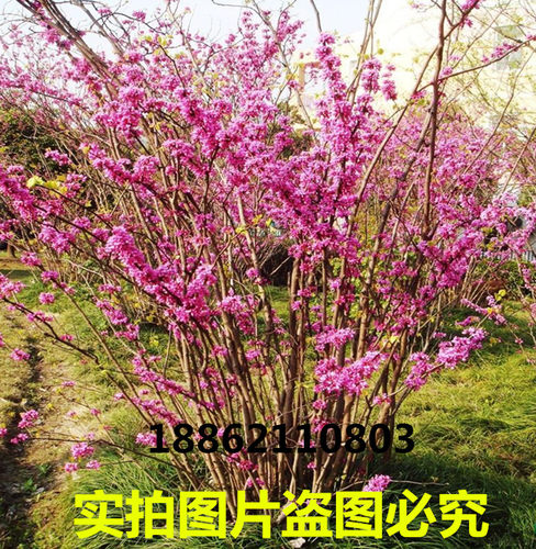 庭院绿化丛生花色紫荆树苗
