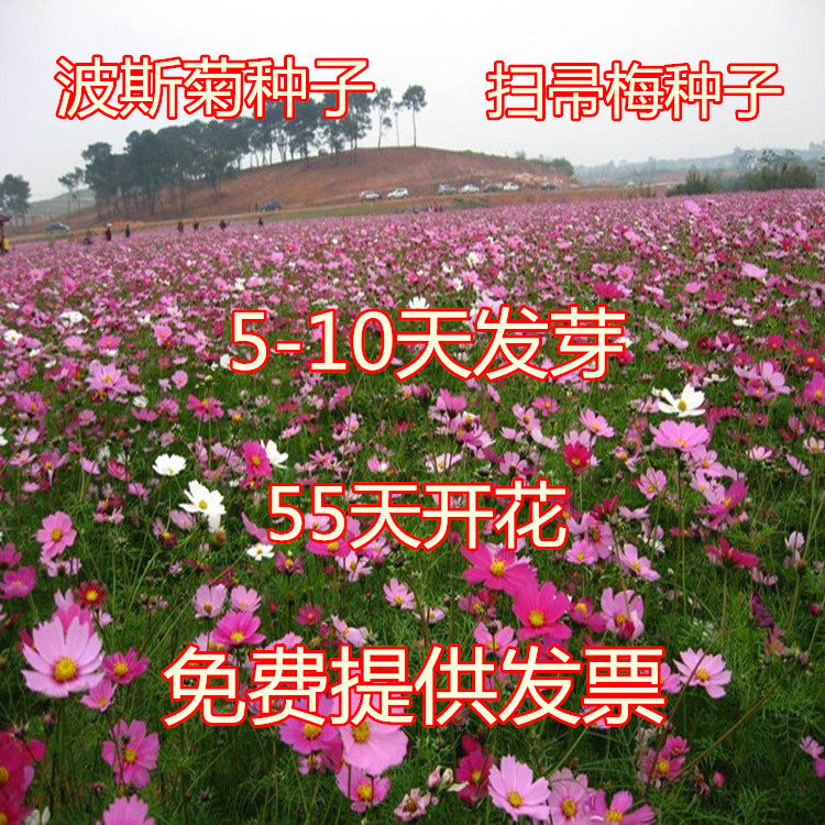Mixed color Cosmos seed Gesang seed Wildflowers combination Flower Sea Broom Plum blossom Four seasonsin the Flower delivery/Flowers simulation/Plants gardening , Flowers/Fruits and vegetables/Lawn seed (New) , Home &amp; Garden Seeds  category - from Buy2taobao.com to provide professional Taobao agent buy service
