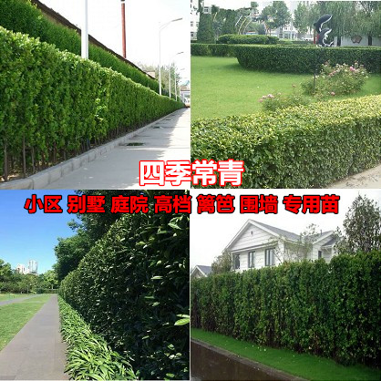 黄扬海桐绿篱围墙工程红叶石楠苗