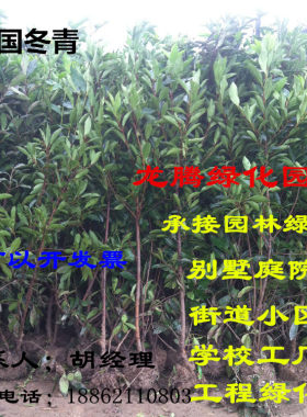 树苗篱笆围栏庭院法国冬青