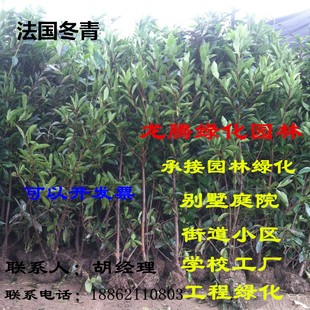 绿篱 法国冬青树苗 北海道黄杨苗法青珊瑚树苗 篱笆围栏围墙庭院