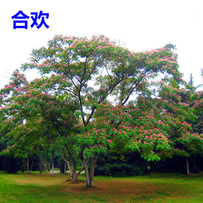 合欢树树苗绒花树芙蓉花小苗