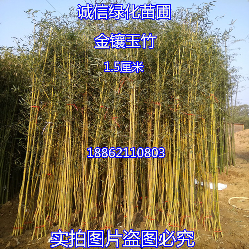 紫色庭院栽培竹子苗图片