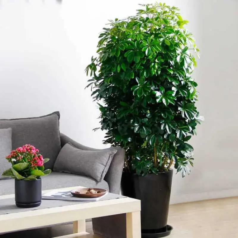二手烟克星鸭脚木室内客厅盆栽花卉绿植发财树鸭掌木植物去甲醛