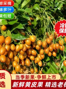【顺丰】广西黑黄皮果新鲜现摘现发当季黑金刚黄皮酸甜贵妃水果