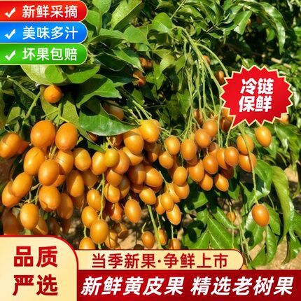 【顺丰】广西黑黄皮果新鲜现摘现发当季黑金刚黄皮酸甜贵妃水果