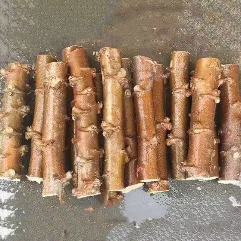广西面包木薯种子黄肉白肉木薯种苗抗旱高产黄心白心木薯茎水果苗 - 实物图