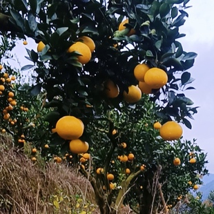 自家果园黄金贡柚柑橘福建建阳桔柚甜心桔柚带箱10斤应季新鲜水果