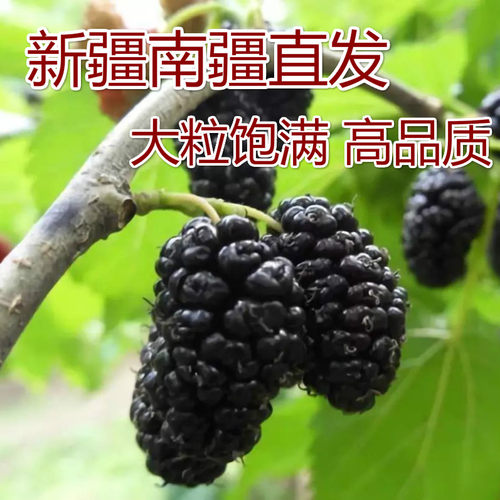 新疆黑桑葚干大颗粒500g泡茶干果老树风干零食