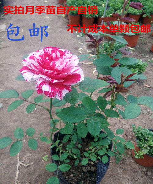 包邮低价出售品种大花月季花卉绿植盆栽玫瑰花苗四季开花庭院室内