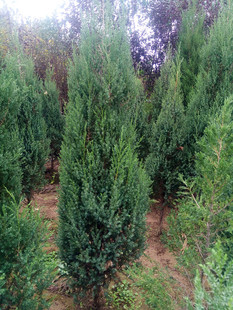 宝塔松 塔柏 园林绿化 常青植物 塔松 小刺松 大量出售 刺柏
