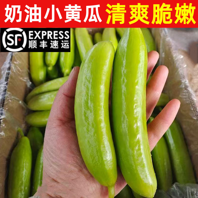清脆爽口水果小黄瓜现摘现发奶油黄瓜小青瓜新鲜水果黄瓜顺丰,水产肉类/新鲜蔬果/熟食,黄瓜,淘宝优惠券,粉丝福利购,淘宝优惠卷