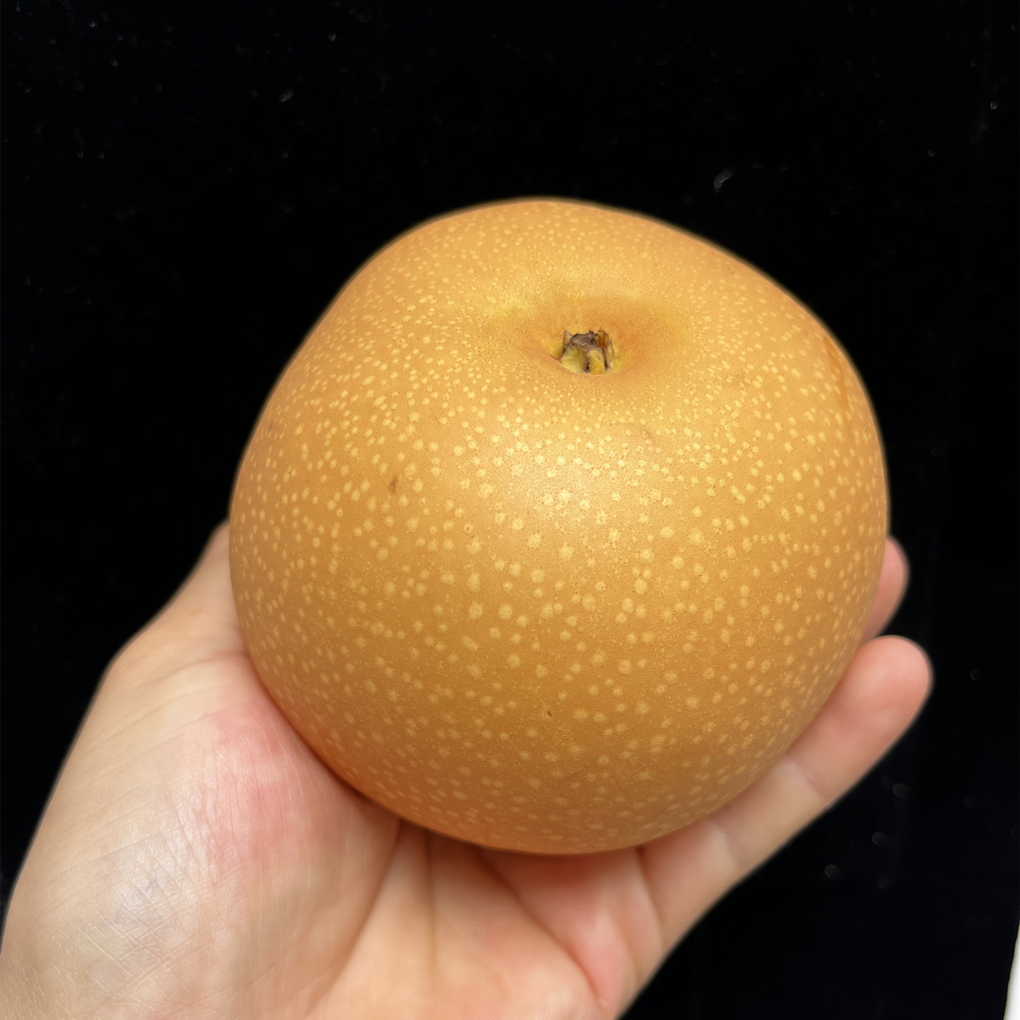 正宗山东秋月梨新鲜梨子