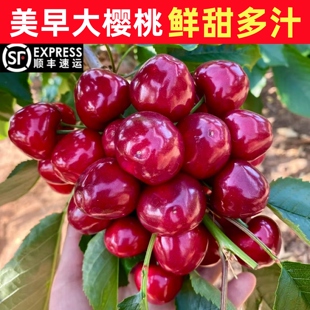 包邮 国产车厘子现摘现发脆甜顺丰 大连樱桃美早大樱桃新鲜当季