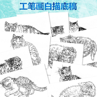 33猫咪学生临摹过稿临摹配景用工笔画白描白纸底稿线描32张任选