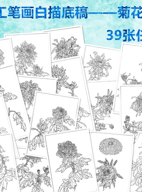 工笔画白描底稿院校初学者菊花