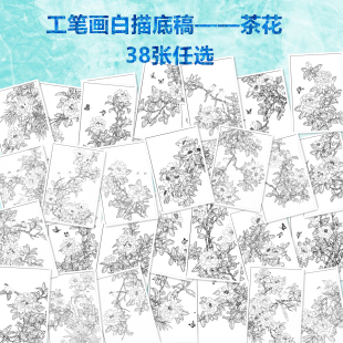 茶花工笔画白描底稿院校初学者入门练习稿线描花鸟实物稿