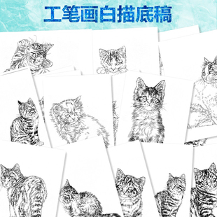 125猫咪学生临稿临摹配景用工笔画白描白纸底稿线描39张任选条幅
