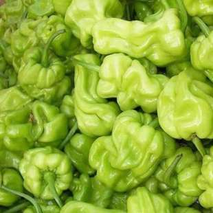 云南特产新鲜皱皮辣虎皮辣椒青辣椒清脆新鲜蔬菜圆椒3斤装包邮