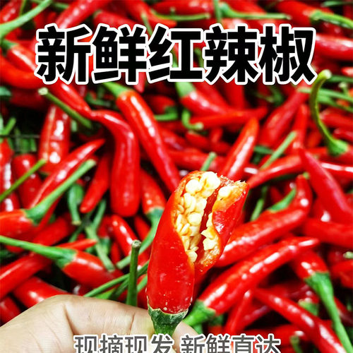 云南新鲜红辣子油辣朝天椒
