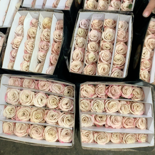 B级粉曼塔10支不包邮