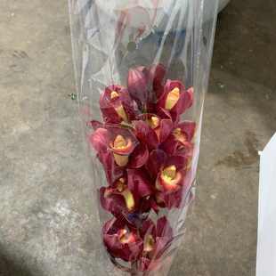 大红袍蕙兰一支不 包邮