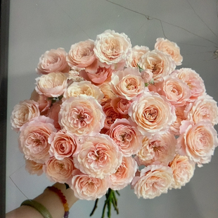 B级多头莉莉卡10支不 包邮