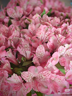 进口种苗春日桃桃六出10支不 包邮