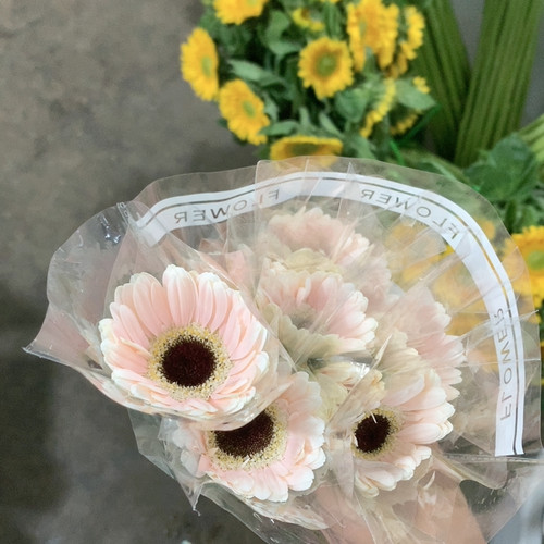 爱莎非洲菊10支不包邮