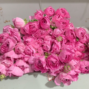 包邮 基地麦浪洋牡丹9 10支不