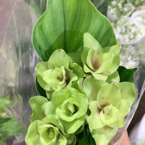 绿色姜荷花5支不包邮