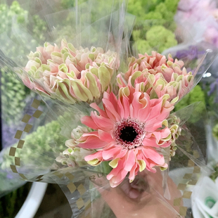 布拉格非洲菊10支不 包邮