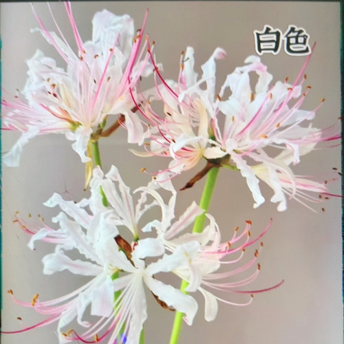 白色石蒜5支不包邮